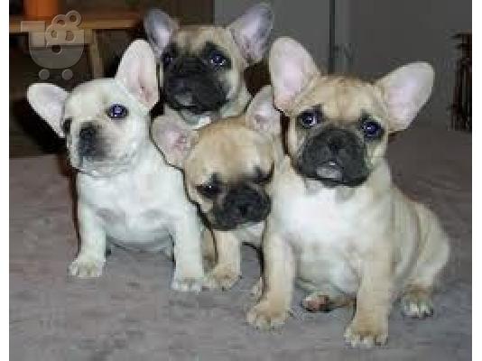 PoulaTo: french bulldog  αρσενικα και θηλυκα